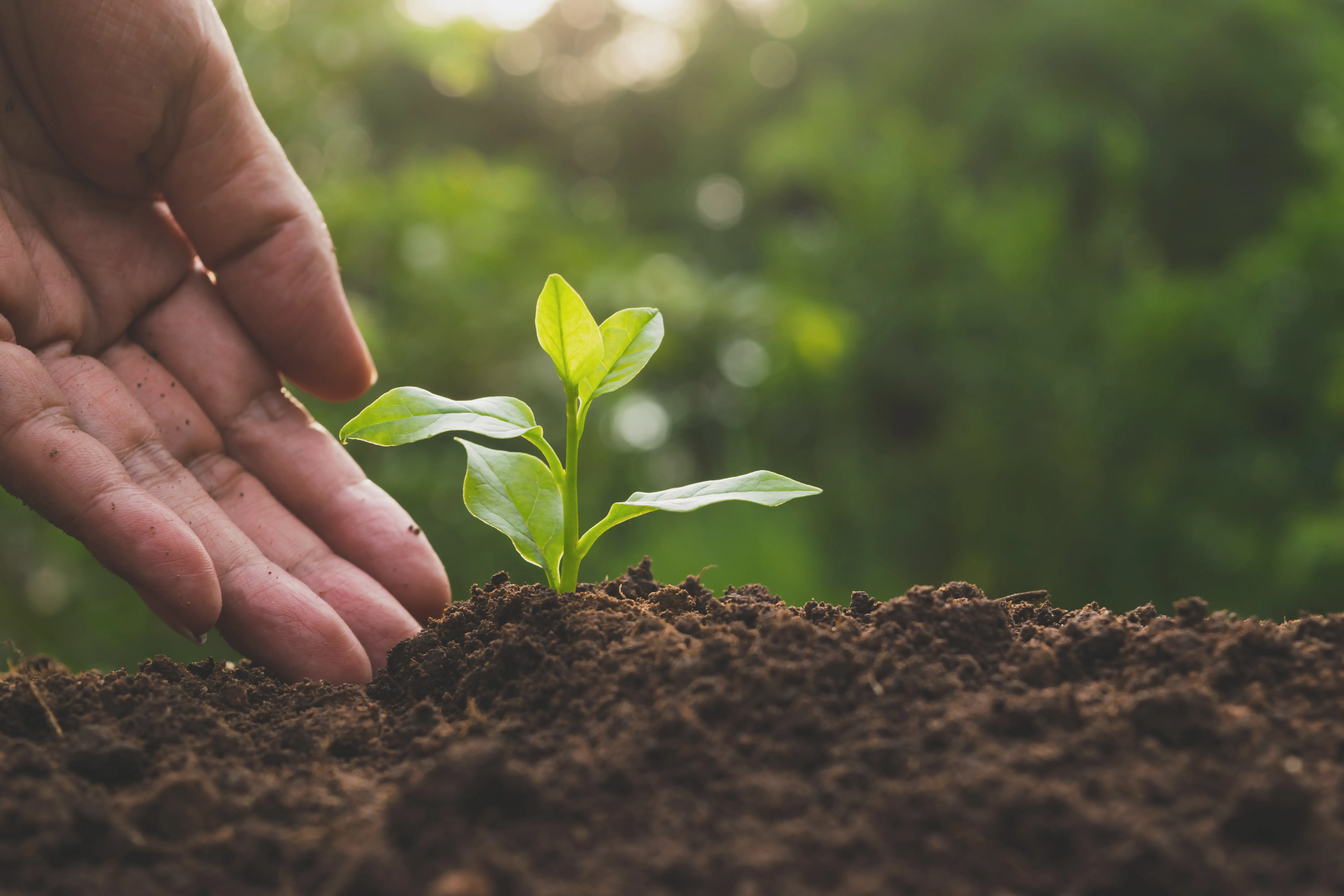 Hands nurturing seedling soil sustainability background