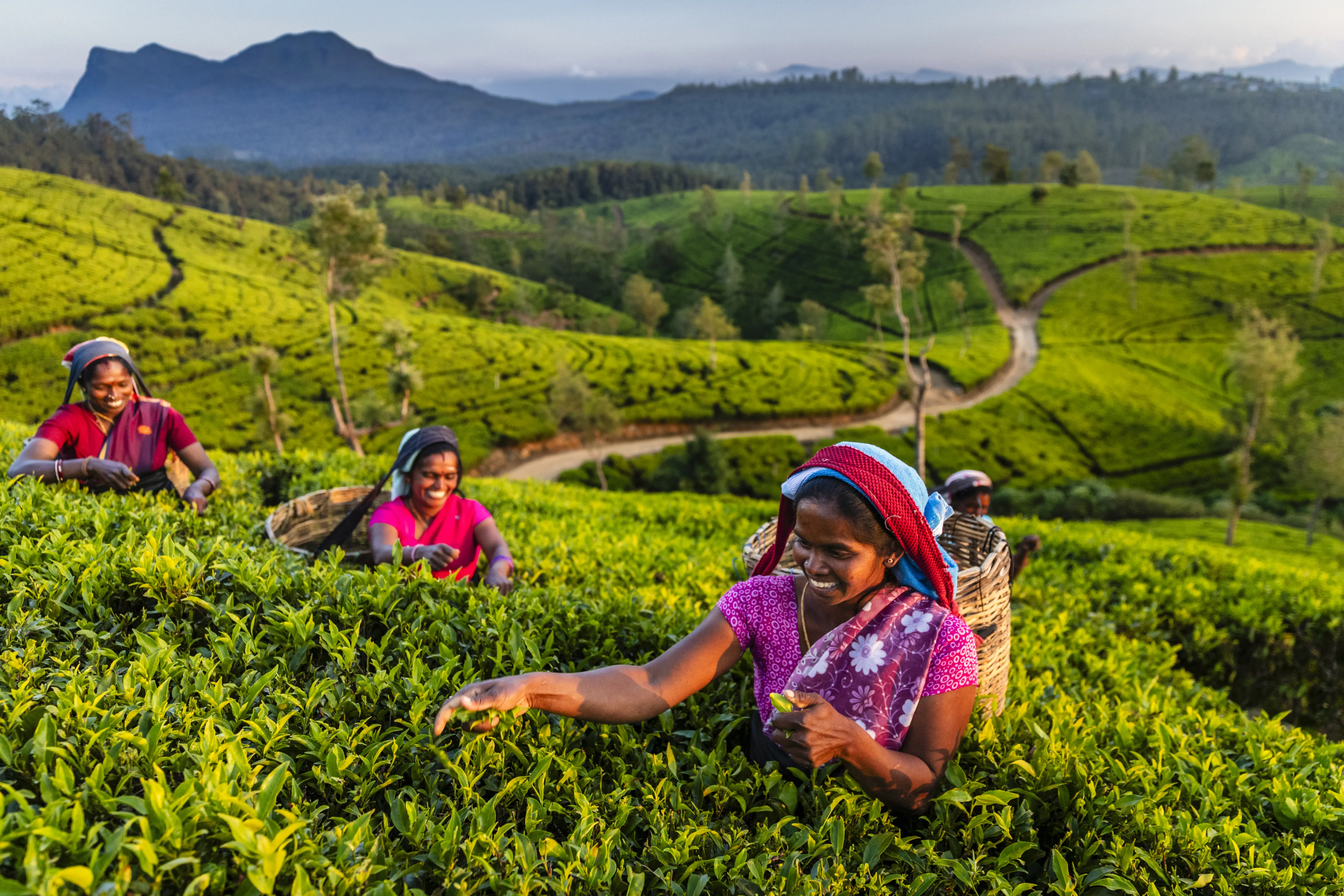 FMCG sustainable agriculture sourcing leaves